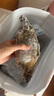 舟山梭子蟹鮮活特大野生大螃蟹新鮮冷凍海鮮水產(chǎn)海蟹飛蟹白蟹順豐 7-9兩/只【5斤凈重 特大肥壯】 曬單實(shí)拍圖