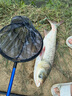 吳亞釣魚(yú)餌料浮底抽芯套裝顆粒餌料鯽魚(yú)鯉魚(yú)鰱鳙大物窩料黑坑神器 浮底抽心二代果味1400g 曬單實(shí)拍圖