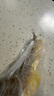 GUO LIAN國聯(lián)三去黃花魚(yú)2條共凈重2斤國產(chǎn)寧德東海大黃魚(yú)中秋聚餐海鮮食材 曬單實(shí)拍圖