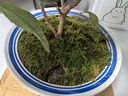 柯必達青苔蘚鮮活苔蘚微景觀(guān)植物盆景盆栽水陸缸假山草造景材料白 大灰蘚(15*8)cm 10盒 曬單實(shí)拍圖