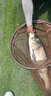天元鄧剛正品千川8魚(yú)竿輕量大物釣魚(yú)竿臺釣竿鰱鳙竿手竿釣魚(yú)裝備 7.2m 天元千川八【最后4根】 曬單實(shí)拍圖