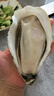 貝司令 鮮活乳山生蠔5XL 凈重10斤 16-20只 生鮮源頭直發(fā)  曬單實(shí)拍圖