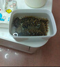 同仁堂品牌 大連速發(fā)淡干海參遼參145g35-43只干貨禮盒自營(yíng)中秋節(jié)禮物 曬單實(shí)拍圖