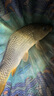 水安EM菌水產(chǎn)專(zhuān)用濃縮粉劑魚(yú)蝦蟹池塘調水凈水肥水em菌改善水質(zhì)免發(fā)酵1袋裝（連續使用效果好） 曬單實(shí)拍圖