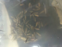 優(yōu)質(zhì)鱸魚(yú)苗七星加州鱸魚(yú)苗路亞苗大口黑鱸魚(yú)苗冷水淡水養殖魚(yú)苗湘 優(yōu)質(zhì)鱸魚(yú)苗2-4厘米（偏?。?00條 曬單實(shí)拍圖