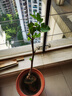 無(wú)花果樹(shù)果苗特大果矮化盆栽波姬紅南方北陽(yáng)臺種植當年結果新品種 無(wú)花果苗 四年大苗 曬單實(shí)拍圖