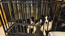 憨憨寵 狗籠 狗籠子中大型犬小型犬帶廁所加粗加固金毛拉布拉多方管籠子 升級六面全方管110*75*90cm 曬單實(shí)拍圖
