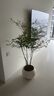植男植女精品南天竹室內辦公室大型綠植盆栽客廳造景真樹(shù)四季常青源頭直發(fā) 曬單實(shí)拍圖