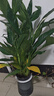 【熱銷(xiāo)款】白掌一帆風(fēng)順盆栽水培植物室內花綠植紅掌發(fā)財樹(shù)吸甲醛 特級白掌帶花+繁星自吸盆 曬單實(shí)拍圖