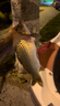 小鳳仙成品子線(xiàn)雙鉤手工綁好魚(yú)鉤釣魚(yú)線(xiàn)金袖12付裝魚(yú)鉤套裝 曬單實(shí)拍圖