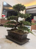 迎客松盆景真樹盆栽擺件玄關茶桌辦公室書房綠植造型盆景四季長青 七片凌云含紫砂盆打木架發(fā)貨 曬單實拍圖