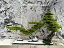 RWTW創(chuàng  )意仿真迎客松盆景擺件 禪意客廳中式玄關(guān)酒店景觀(guān)造送開(kāi)業(yè)禮物 青松迎客中號(美松款) 曬單實(shí)拍圖