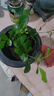 特價懶人水培綠植九里香綠蘿文竹室內(nèi)易養(yǎng)凈化空氣花卉盆栽 九里香5顆【不含盆】土培水培皆可10-15cm 曬單實(shí)拍圖