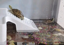 闊庭烏龜缸生態(tài)缸寵物飼養箱透明爬寵專(zhuān)用黑色款 曬單實(shí)拍圖