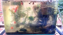 百綸木千草金魚觀賞魚冷水魚不加溫新手好養(yǎng)純種鳳尾大紅草魚苗 3-5cm草金魚20條 送魚糧 曬單實(shí)拍圖