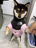 嬉皮狗（hipidog）秋冬季狗狗休閑風(fēng)時(shí)尚拼接兩腳棉衣泰迪貓咪加厚可牽引寵物狗衣服 奧麗粉（可牽引） XL（建議體重11-15斤） 曬單實(shí)拍圖