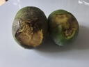 庾豐 海南應季新鮮芒果 整箱當季現摘孕婦熱帶水果大青 皮芒果 5斤裝【單果約200g+】?jì)艄?.5斤 曬單實(shí)拍圖