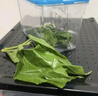 沃繡 新鮮桑葉 現摘大小蠶特嫩桑葉養蠶 蠶卵蠶寶寶食物飼料 桑苗盆栽 新鮮桑葉1斤【買(mǎi)二送一】 曬單實(shí)拍圖