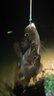 小鳳仙子線雙鉤魚鉤綁好大力馬魚線子線新關東12付裝魚鉤套裝 曬單實拍圖