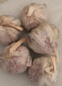 紫白皮蒜即食水果大蒜今年新鮮干蒜生鮮調料蒜瓣 5頭大蒜 0.36斤 曬單實(shí)拍圖