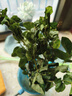 愛你一萬年茉莉花水培植物盆栽帶花苞辦公室內(nèi)面好養(yǎng)懶人鮮花綠植水養(yǎng)花卉 精品水培茉莉6年苗【3-5棵】+送營養(yǎng)液 與已有屬性重復(fù) 曬單實(shí)拍圖