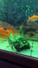 瘋狂水草（FKSC）真水草魚(yú)缸造景套餐凈化水質(zhì)懶人魚(yú)缸水草植物直接入缸蜈蚣草 大葉榕【雙頭沉木】 曬單實(shí)拍圖