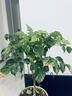 幸福樹(shù)盆栽平安樹(shù)綠寶發(fā)財樹(shù)綠植客廳辦公室內外四季常青植物好養 幸福樹(shù)20厘米左右四顆一盆【無(wú)盆】 曬單實(shí)拍圖