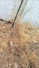 禾當家41%草甘膦異丙胺鹽 除草劑園林庭院農(nóng)田果園鐵路惡性雜草5kg/桶 曬單實拍圖