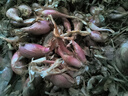 四季紅蔥頭小蔥種子火蔥頭四川干皮春季蔬菜萊疏菜陽(yáng)臺種種籽 紅蔥頭5斤 曬單實(shí)拍圖