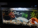 米家（MIJIA）小米米家智能生態(tài)魚(yú)缸還原自然生態(tài)補倉一次三月無(wú)憂(yōu)出差旅行必備 曬單實(shí)拍圖