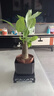 【帶盆高度約15-23cm】特價(jià)發(fā)財樹(shù)盆栽室內植物辦公室吸甲醛好養 單桿發(fā)財樹(shù)+塑料四方舍得盆+小方底座 花盆直徑約8cm 曬單實(shí)拍圖