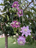 鐵線(xiàn)蓮大苗盆栽藤本爬藤花卉重瓣陽(yáng)臺庭院攀援四季植物帶盆發(fā)貨 約瑟芬 曬單實(shí)拍圖