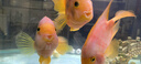 瘋狂石頭魚缸活性硝化細(xì)菌 魚池凈化水質(zhì)分解魚便【硝化細(xì)菌600ML裝】 曬單實(shí)拍圖