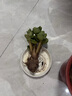 多肉植物 多肉精選老樁蒂亞吸財樹(shù)辦公室室內陽(yáng)臺紅寶石群生多頭 金錢(qián)木【3-5頭】 曬單實(shí)拍圖