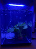 boxtech水妖精過(guò)濾器超薄三合一過(guò)濾增氧小型魚(yú)缸增氧內置循環(huán)氣盤(pán)過(guò)濾器 【套餐】BT-302中號+1.7瓦UX3插電款氣泵 曬單實(shí)拍圖