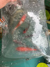 錦鯉魚活體觀賞魚活魚小型易養(yǎng)冷水淡水魚小魚苗錦鯉金魚好看錦鯉 三色 10-12cm 3條 曬單實拍圖