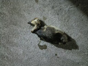 汕頭鵝活苗特大種苗獅頭鵝潮汕種活鵝苗8斤正宗獅子頭鵝大鵝活苗 1斤左右純種獅頭鵝發(fā)貨2只 曬單實拍圖