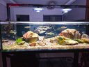 惠弘臺灣百必除特滅菌七彩神仙羅漢魚(yú)金魚(yú)H2H3H4內寄外寄頭洞水質(zhì)護理 惠弘H3-外用【50克】 曬單實(shí)拍圖