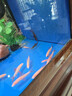 清缸三劍客大師彩虹鯊粉紅鯊金苔鼠青苔鼠觀(guān)賞魚(yú)除藻清潔工具魚(yú) 清缸四劍客4~5CM各1條共4條 曬單實(shí)拍圖