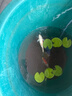純種錦鯉精品冷水魚大型昭和招財錦鯉魚池養(yǎng)殖庭院觀賞魚錦鯉 （雙喜臨門）20-23cm2條 精選發(fā) 曬單實拍圖