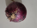 新鮮現挖紫洋蔥蔬菜涼拌菜推薦新鮮圓蔥蔬菜農家自種甜脆超市辣妹 新鮮紫洋蔥1個(gè)【嘗鮮】 曬單實(shí)拍圖