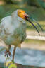 索尼（SONY）E 70-350mm F4.5-6.3 G OSS APS-C畫幅超遠(yuǎn)攝變焦G鏡頭 SEL70350G 曬單實(shí)拍圖
