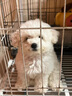 比熊幼犬純種比熊韓系比熊小體長不大茶杯犬飛耳比熊小型犬活體狗 寵物級 曬單實拍圖