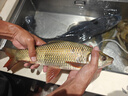 小鳳仙綁好魚(yú)鉤子線(xiàn)雙鉤魚(yú)線(xiàn)伊豆魚(yú)鉤子線(xiàn)12付裝魚(yú)鉤套裝 曬單實(shí)拍圖