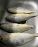 冰鮮部族大黃花魚(yú) 深海大黃魚(yú)海捕活凍鮮活大海魚(yú)鮮海鮮水產(chǎn) 【深海大黃花魚(yú)250g*4條】2斤裝 曬單實(shí)拍圖
