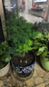 御春閣 蓬萊松盆栽盆景植物室內(nèi)客廳綠植蓬萊松花語(yǔ)長(zhǎng)壽又稱旺來(lái)松 25-30高(含加侖盆) 曬單實(shí)拍圖