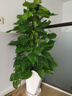 雙盟大葉綠蘿柱盆栽客廳大型綠植辦公室內綠籮除甲醛1.4-1.5m源頭直發(fā) 曬單實(shí)拍圖
