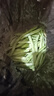 白豆角蕓豆角四季豆現摘白架豆白不老新鮮蔬菜 3斤【順豐快遞】 曬單實(shí)拍圖
