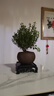 開(kāi)時(shí)果 小葉赤楠盆景擺件 辦公室桌面綠植花卉好養盆栽植物源頭直發(fā)包郵 【推薦款】舍得紫砂盆+苔蘚+底座 曬單實(shí)拍圖