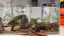 YEE超白魚(yú)缸桌面客廳生態(tài)斗金魚(yú)烏龜缸造景小型水草養魚(yú)玻璃裸缸30cm 曬單實(shí)拍圖